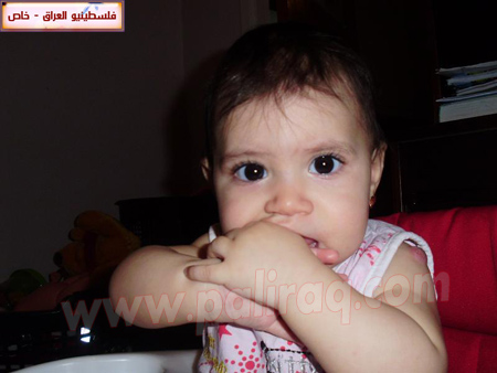 http://www.paliraq.com/images/paliraq2010/gazalsamernees/13.jpg
