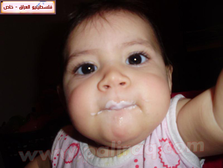 http://www.paliraq.com/images/paliraq2010/gazalsamernees/16.jpg