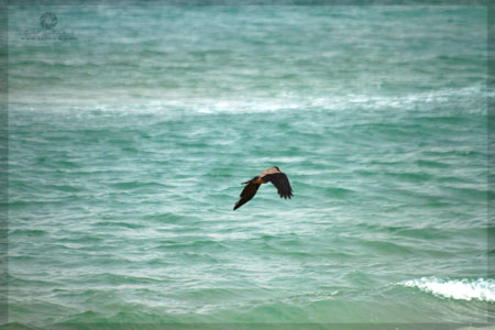 http://www.paliraq.com/images/paliraq2012/atleet/a%20%2815%29.jpg