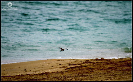 http://www.paliraq.com/images/paliraq2012/atleet/a%20%286%29.jpg
