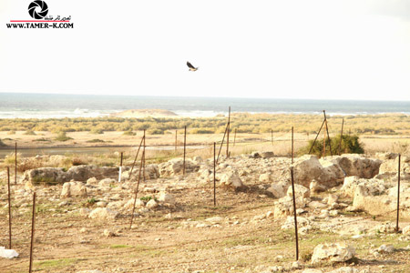 http://www.paliraq.com/images/paliraq2012/sarafand/1%20%2817%29.jpg