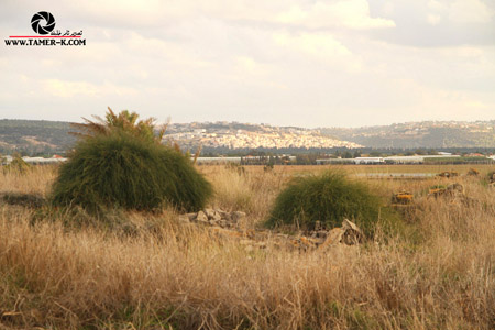 http://www.paliraq.com/images/paliraq2012/sarafand/1%20%2844%29.jpg