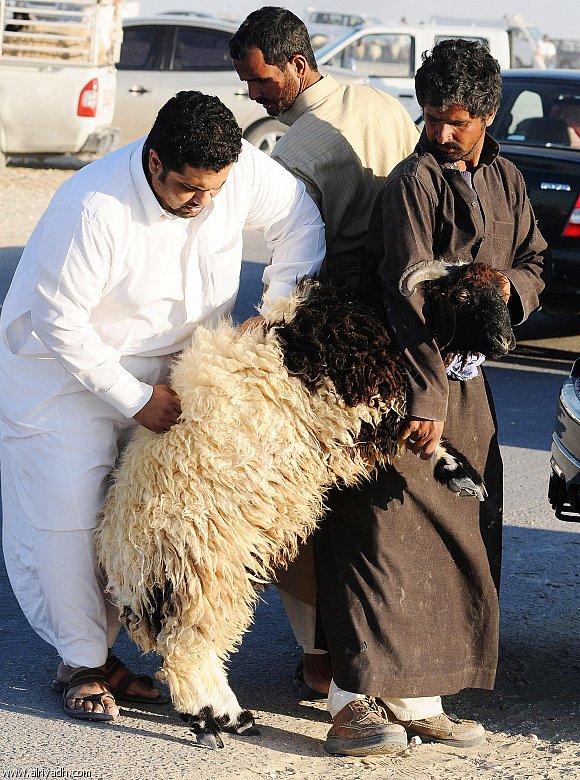 ما صح وما لم يصح في ذي الحجة " 5 " العيد والأضحية فضائل وأحكام - أيمن الشعبان